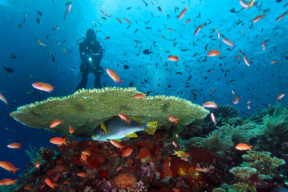 What To Expect When Diving In Komodo La Galigo