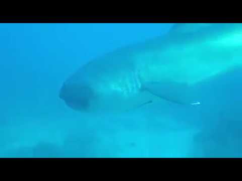 Megamouth Shark sighting