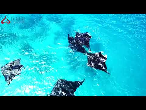 Manta Rays in Raja Ampat with La Galigo Liveaboard