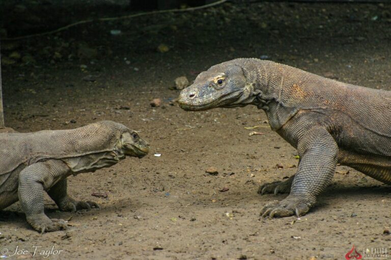 Ultimate Komodo Liveaboard Diving - La Galigo Liveaboard