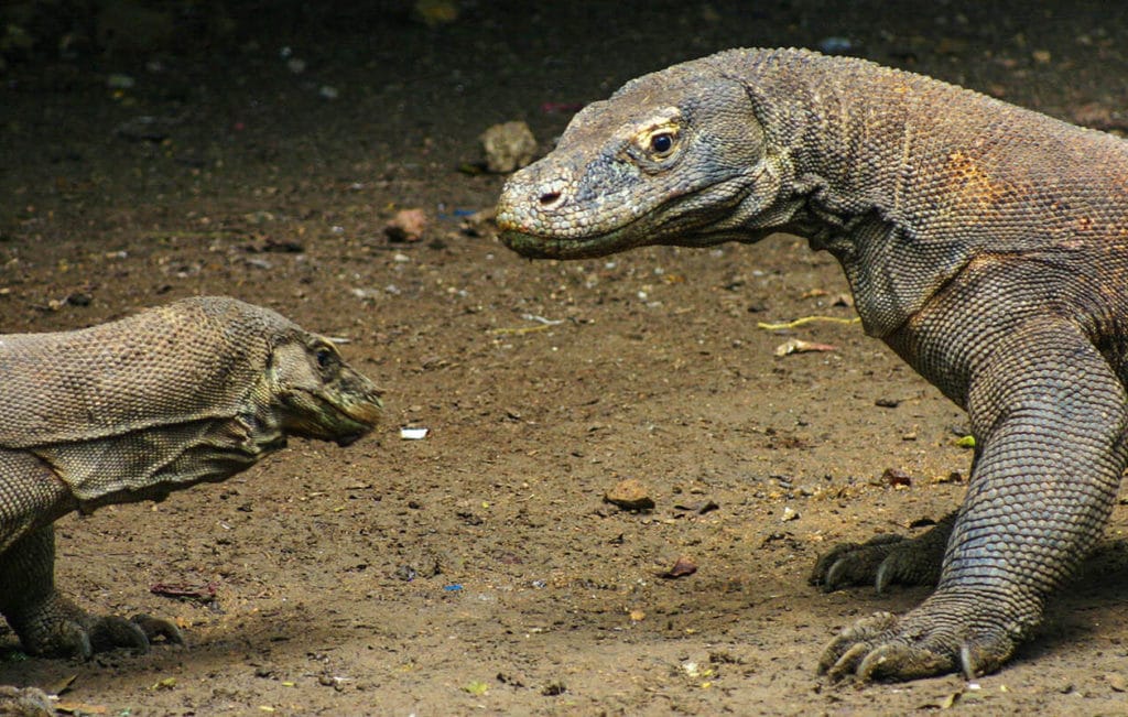 Top five things to see and do in Komodo