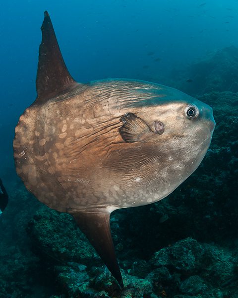 mola newsize