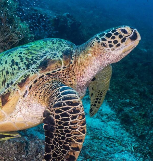 Liveaboard Diving In Komodo & Raja Ampat, Indonesia 