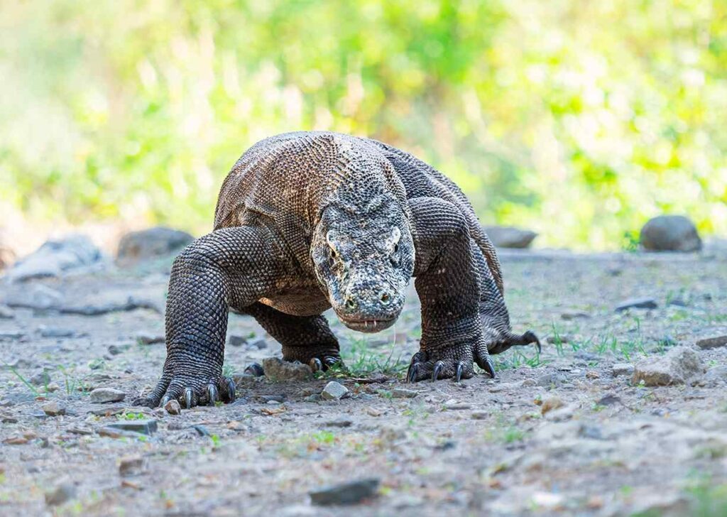 Getting To Komodo - La Galigo