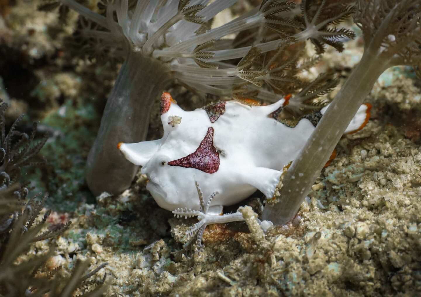 Coral Etiquette 101 - Reefs Are Not Rocks to Stand on - La Galigo ...