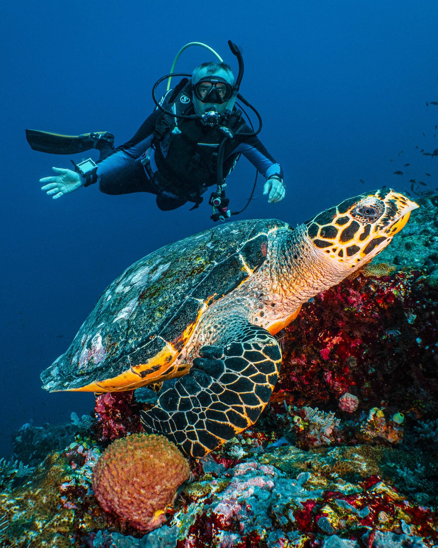 Liveaboard Diving in Raja Ampat and Komodo - La Galigo