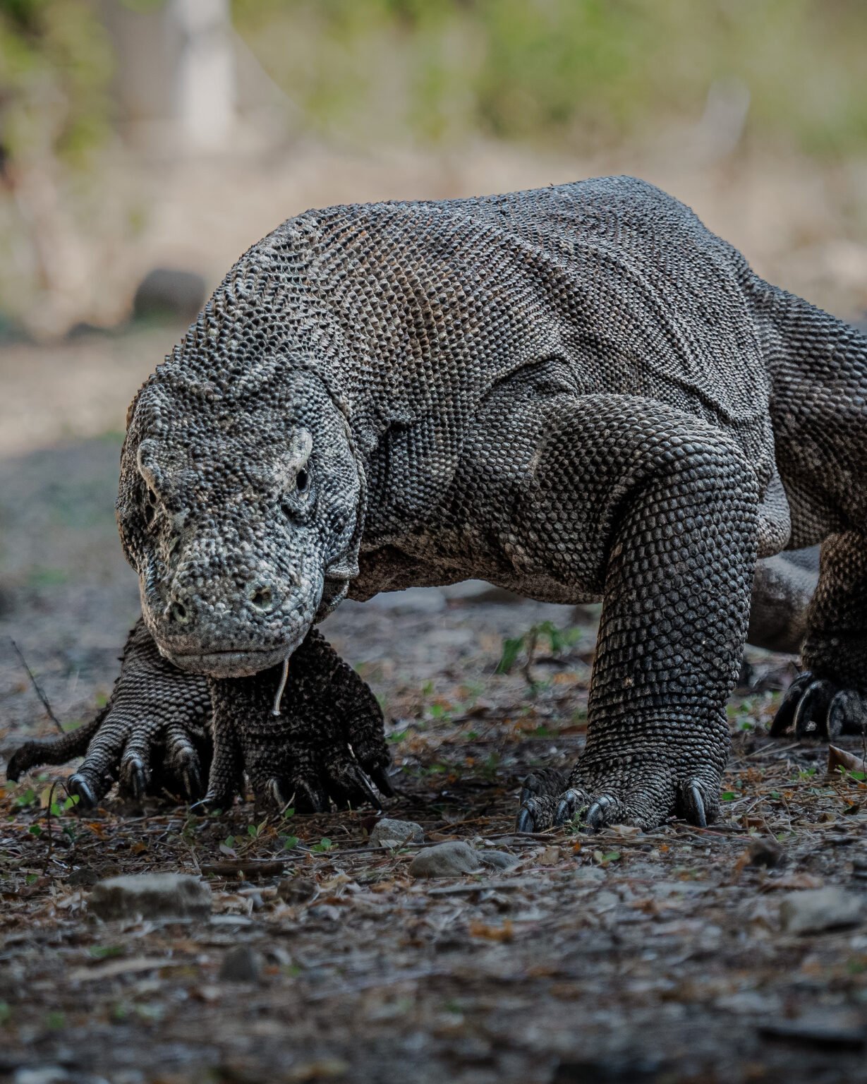 Liveaboard Diving in Raja Ampat and Komodo - La Galigo