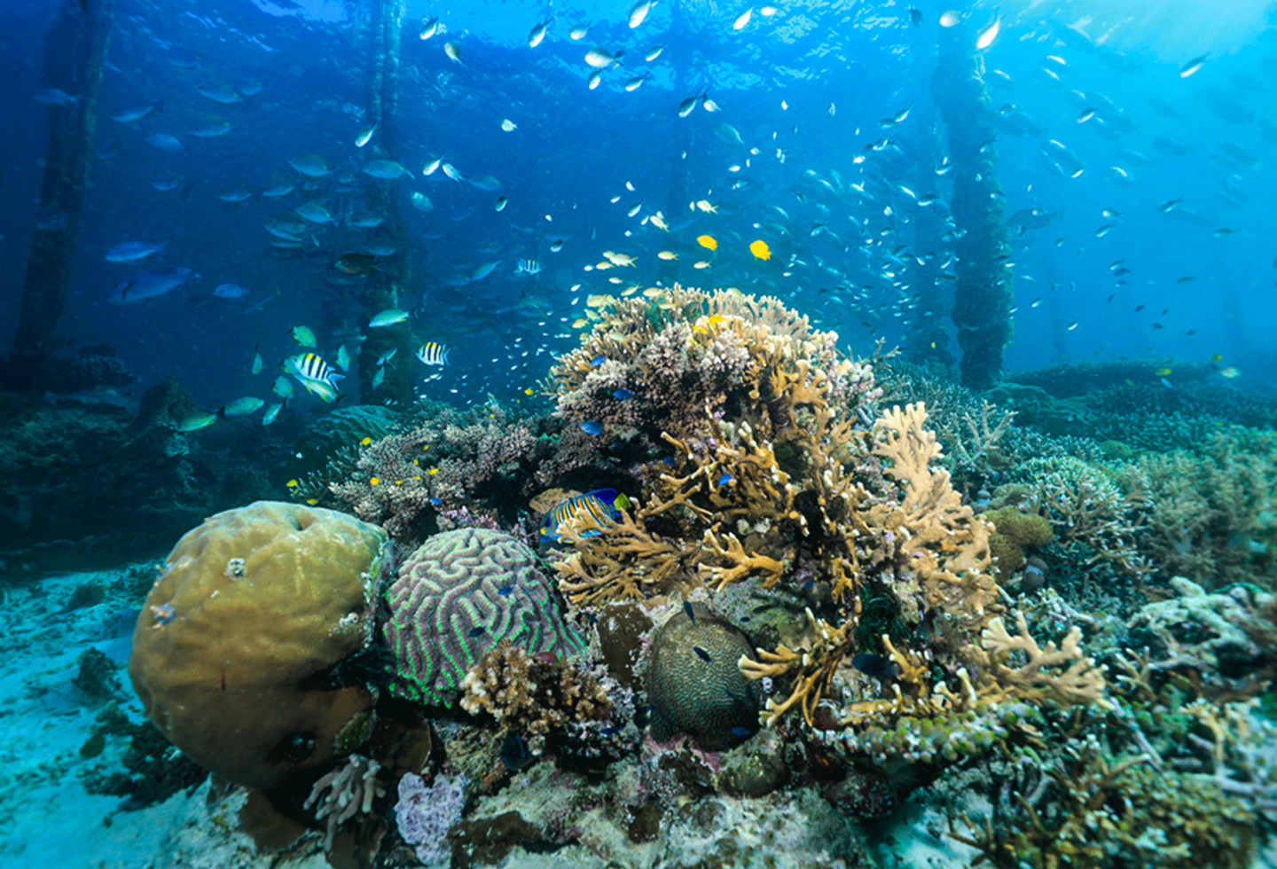 Coral Reefs Dampier Strait - La Galigo Liveaboard