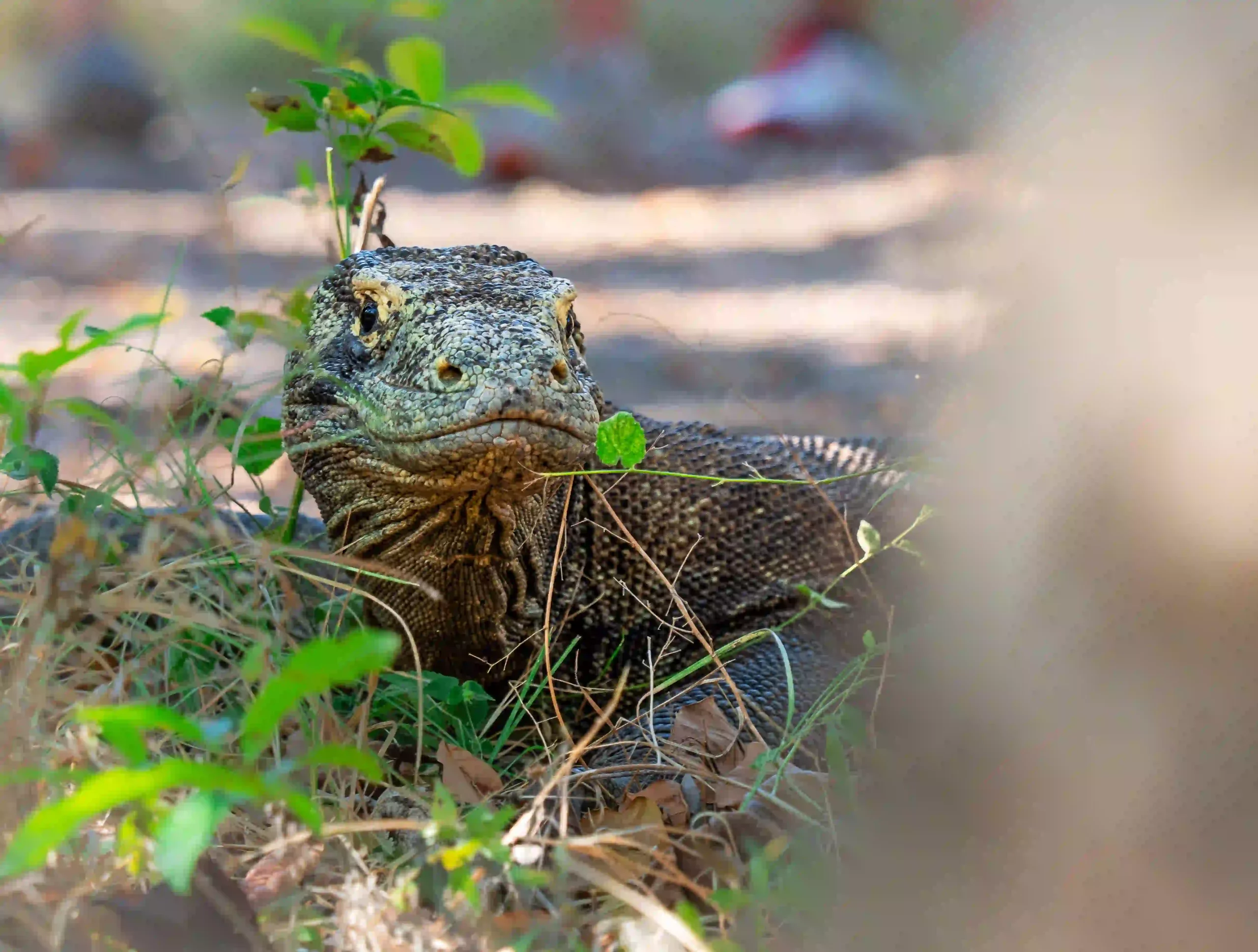 Komodo dragon in their habitat