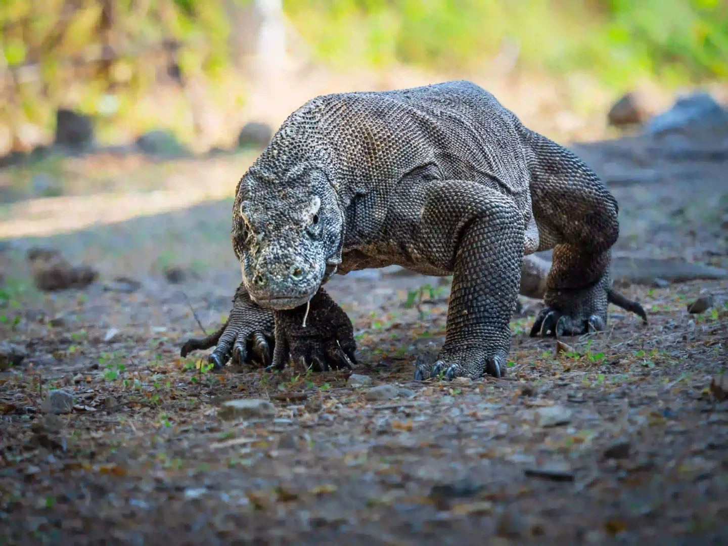 Komodo Dragons