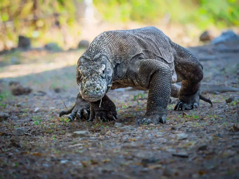 Komodo Dragons