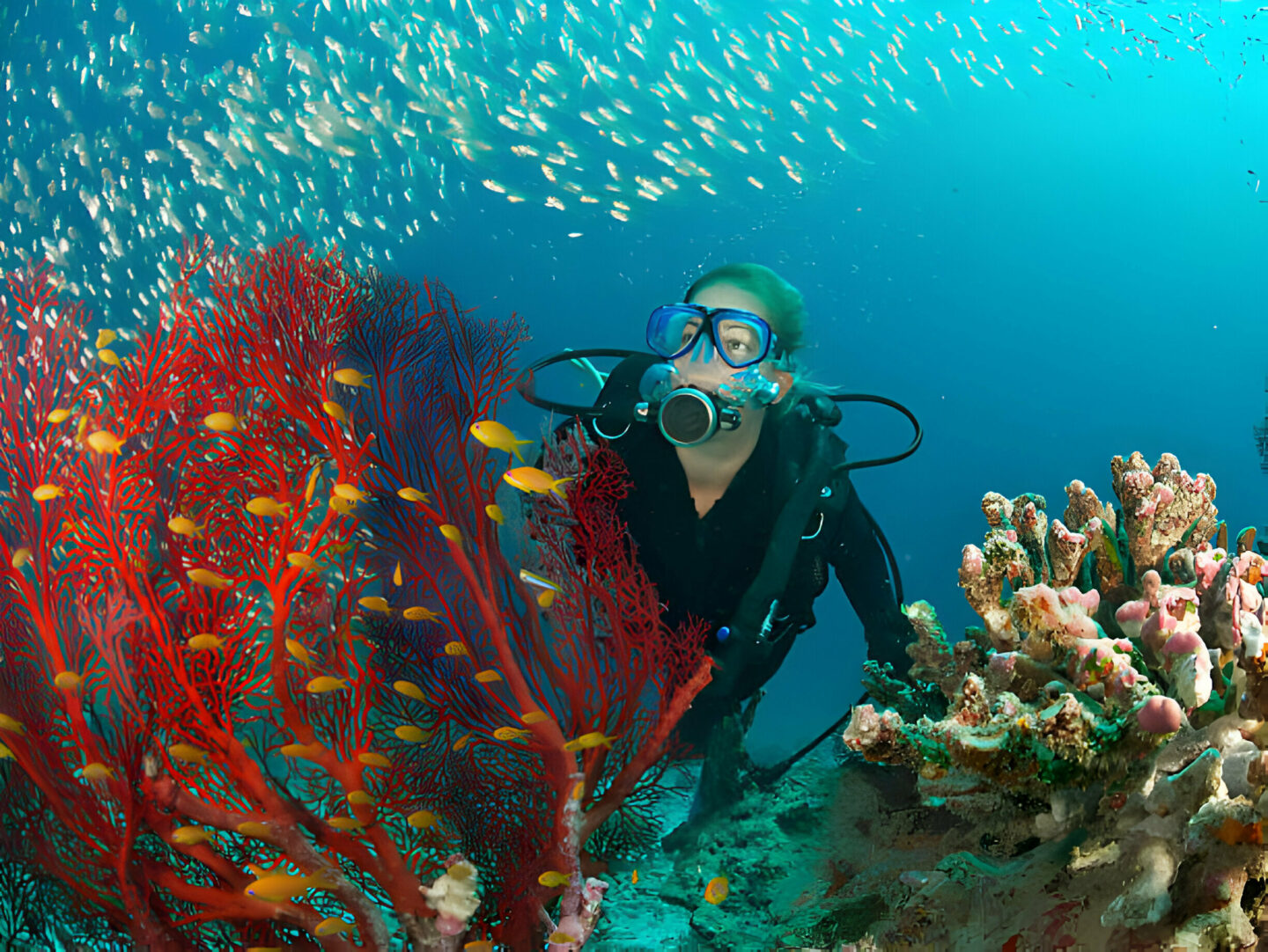 Open Water Diver Course - La Galigo Liveaboard