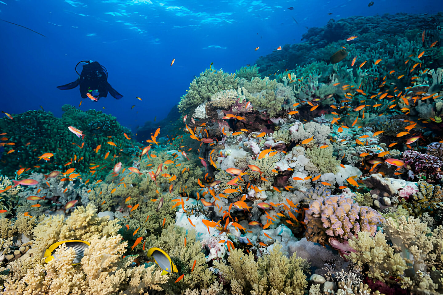 Coral Etiquette 101 - Reefs Are Not Rocks to Stand on - La Galigo Liveaboard