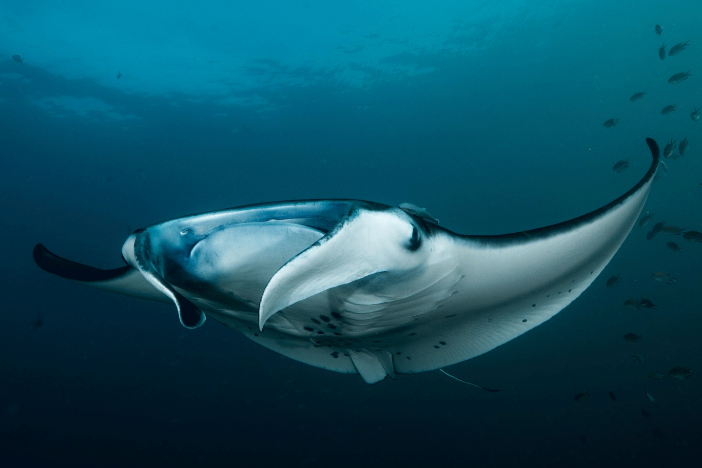 What Animals Eat Manta Rays? - La Galigo