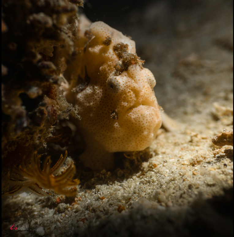 Frogfish in komodo island