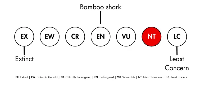 Bamboo Shark IUCN status - they are Near Endangered.