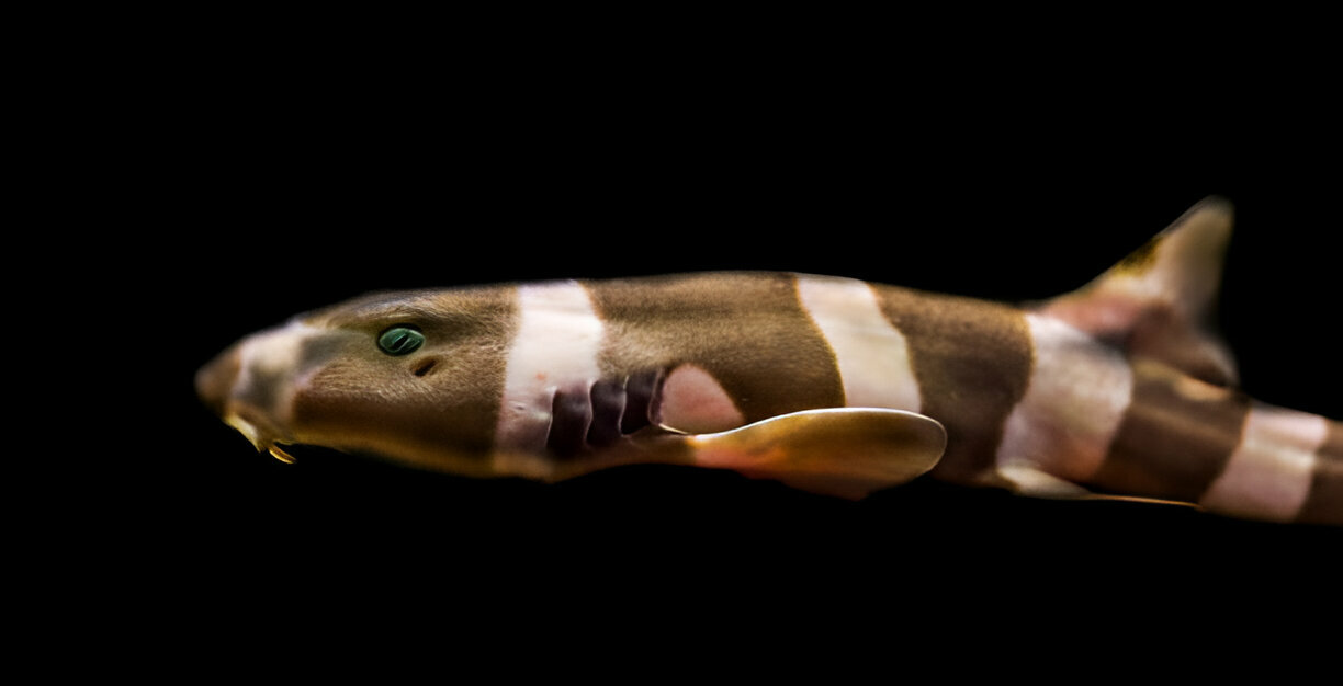 Bamboo shark