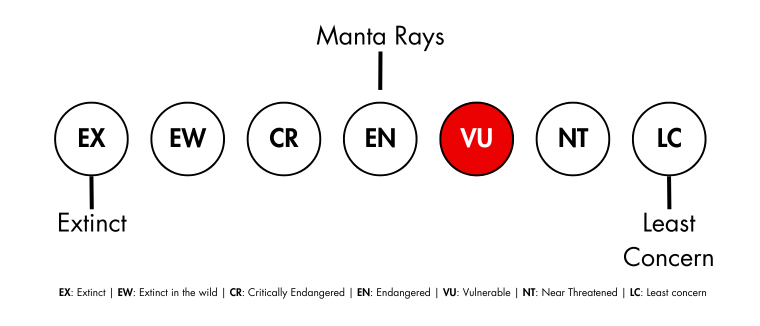 Manta Rays status