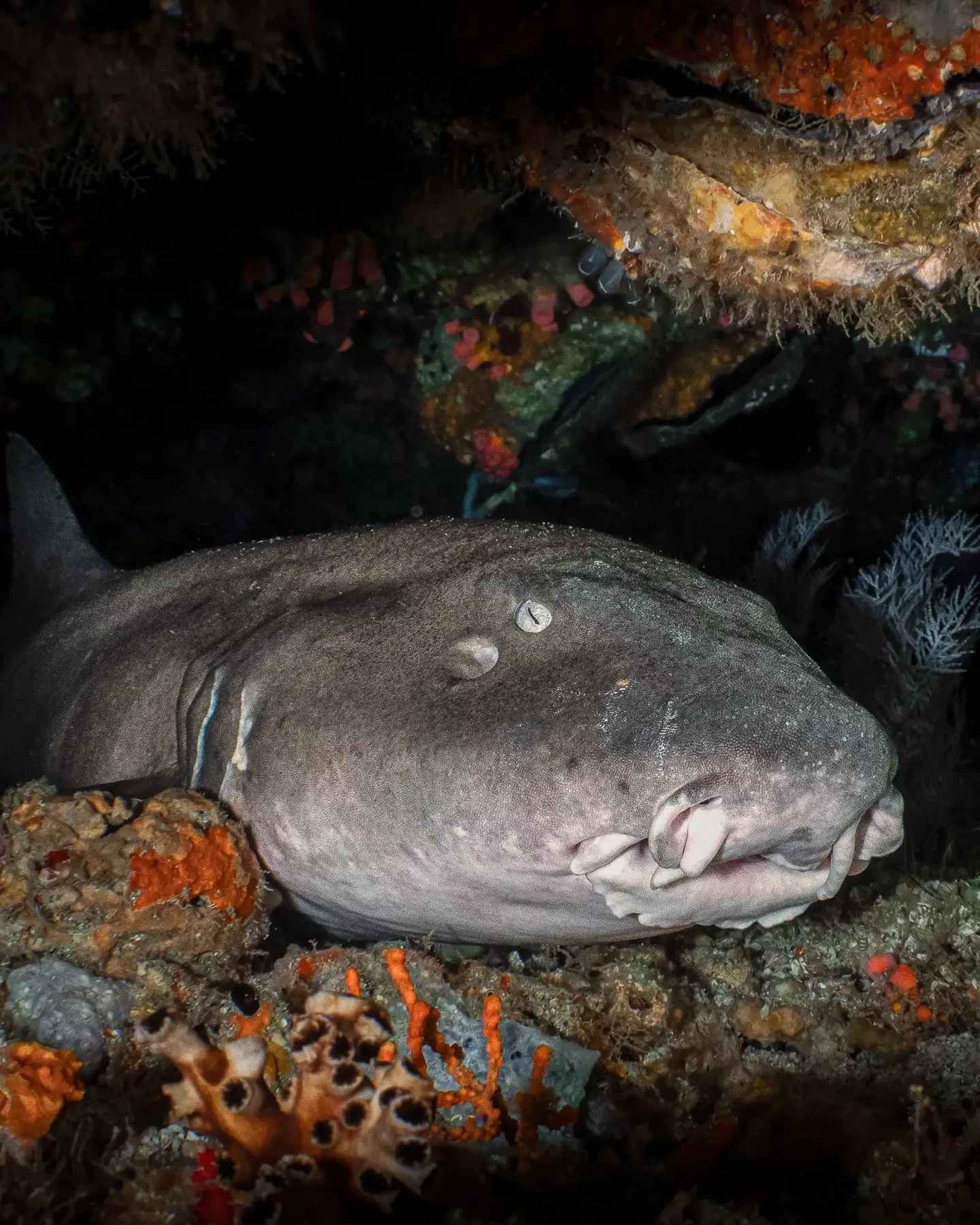 Nurse Shark spotted in Batu Bolong