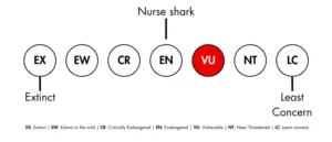 Nurse Sharks IUCN status - they are Vulnerable.