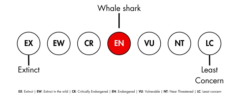 Whale Shark IUCN status - they are Near Endangered.