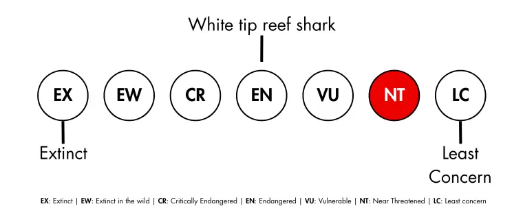 White Tip Reef Sharks' IUCN status - they are Near Endangered.