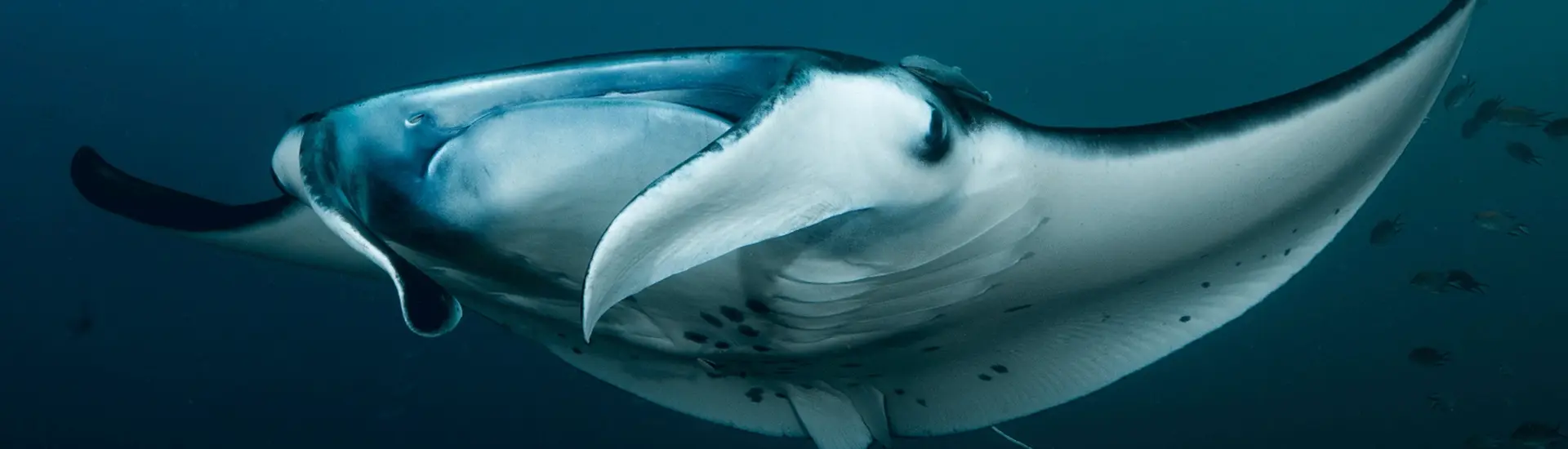 Manta Rays Predator