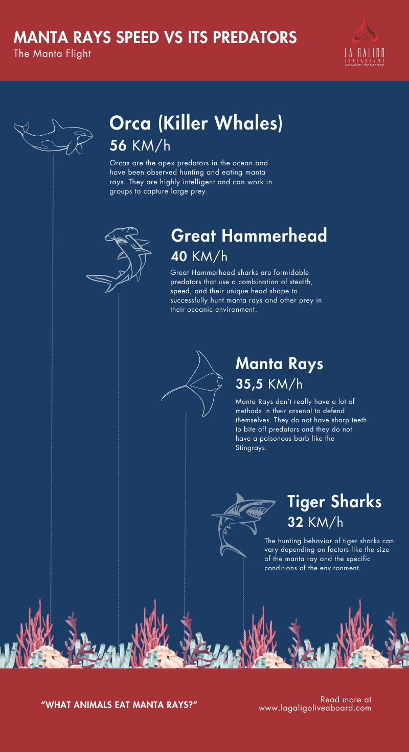 Infographics: Manta Rays speed compared to its predators in the ocean