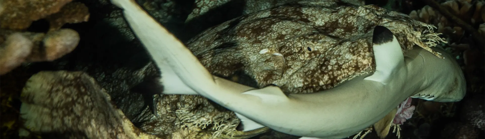 Wobbegong shark eating black tip reef shark