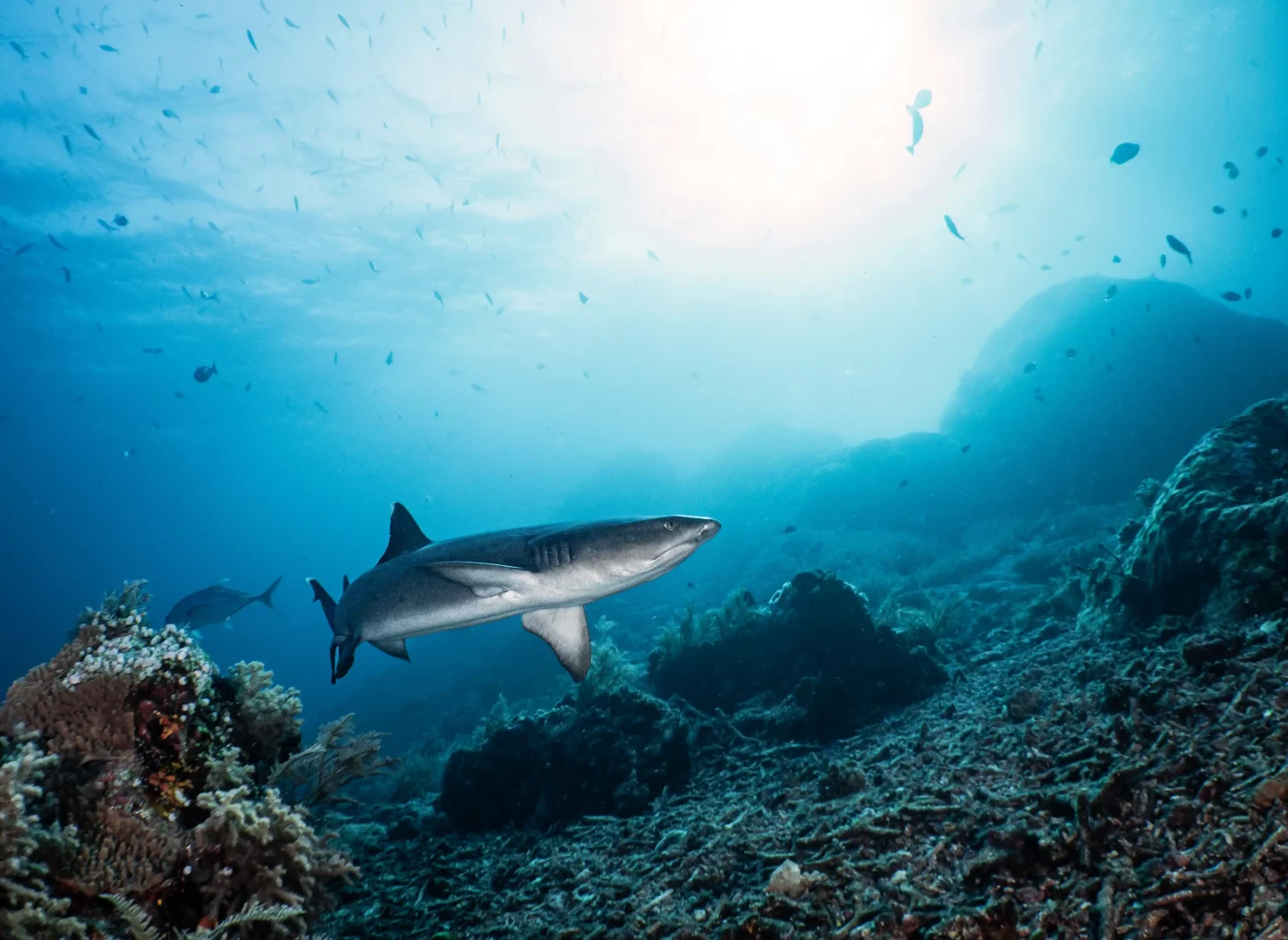 white tip shark around komodo