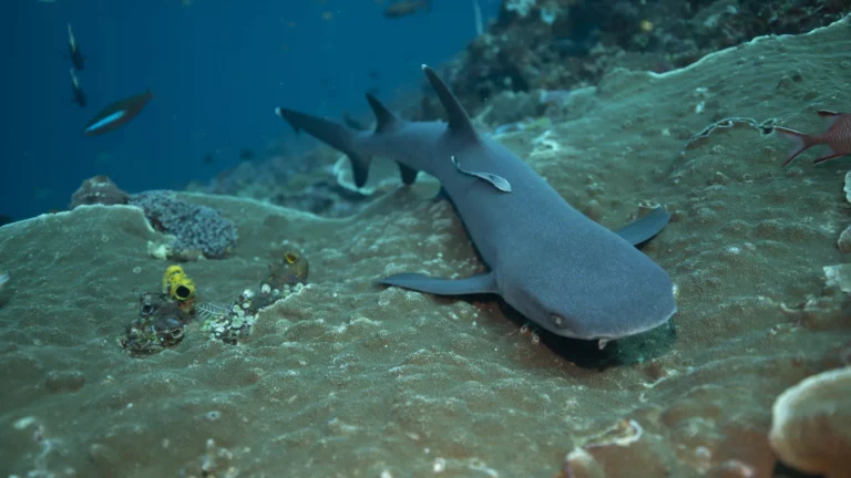 Sharks swimming by