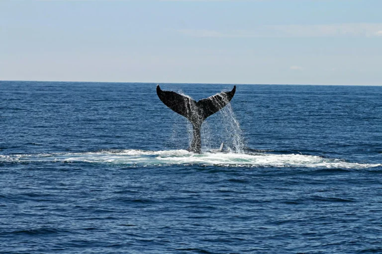 whales diving into the ocean