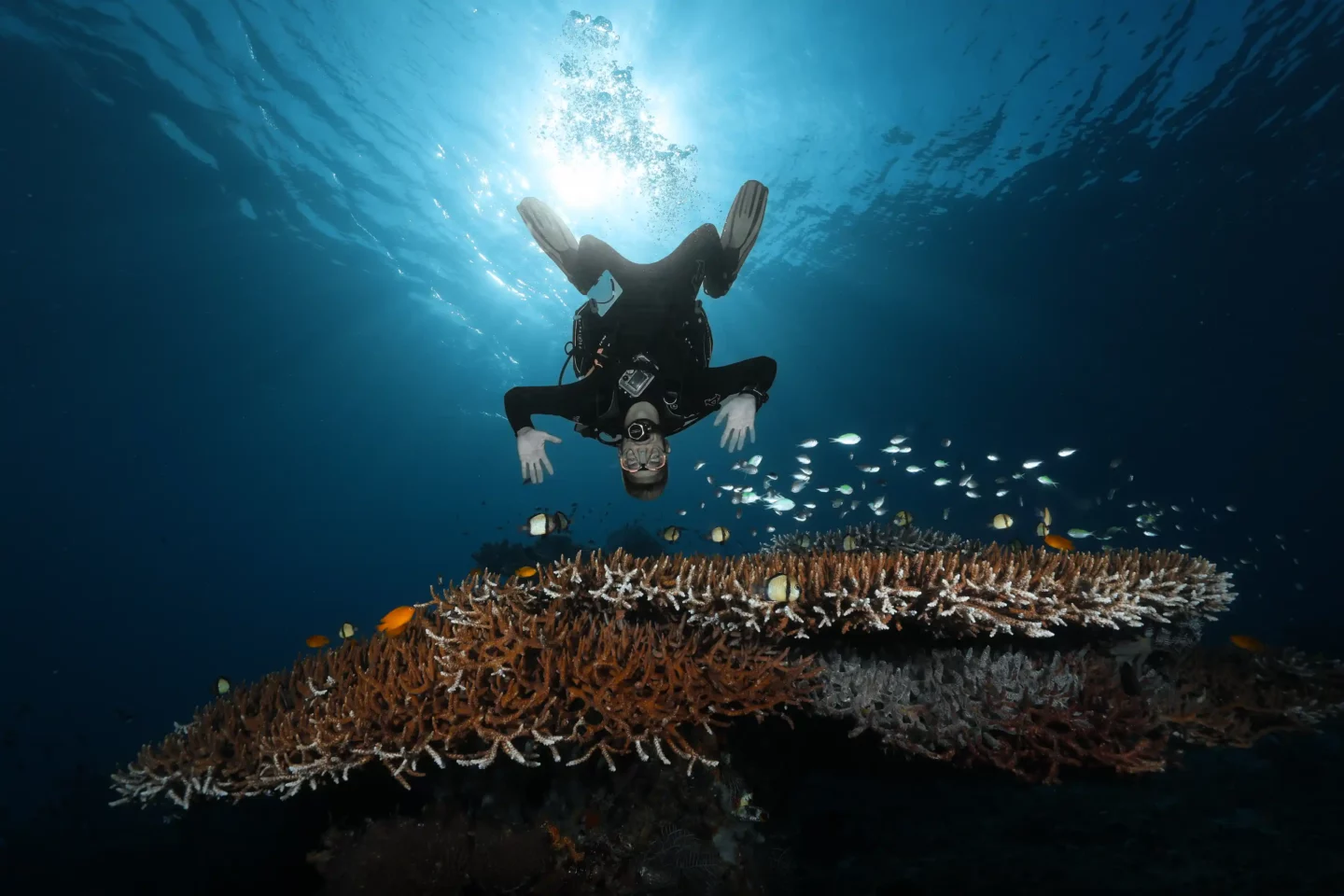 scuba diver posing above beautiful corals in the Cauldron - Komodo National Park