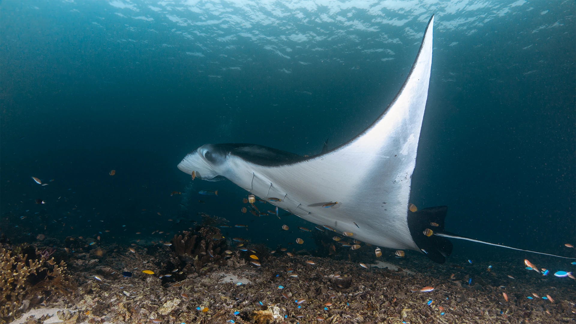 Ultimate Raja Ampat Diving Liveaboard