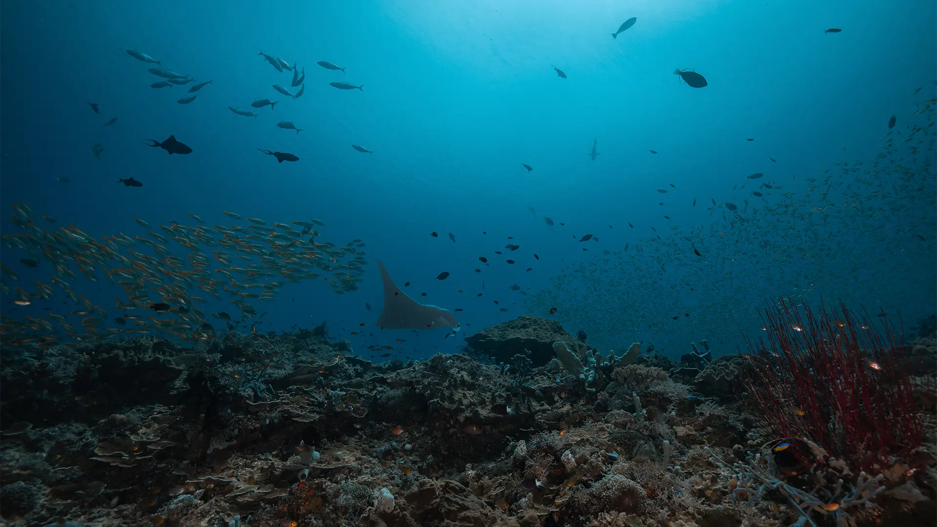 Raja Ampat South Diving Liveaboard