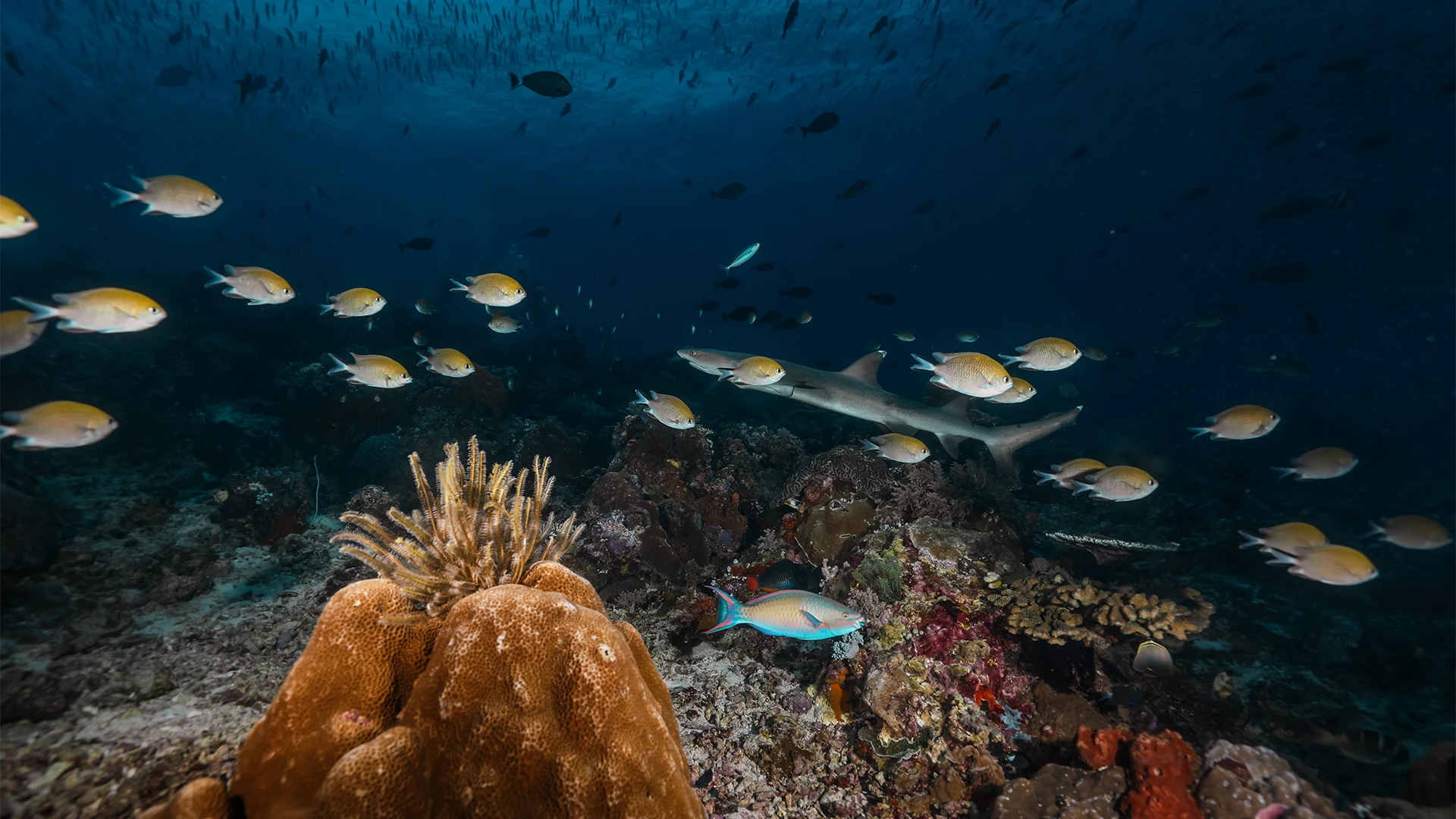 Crystal Rock dive site komodo national park