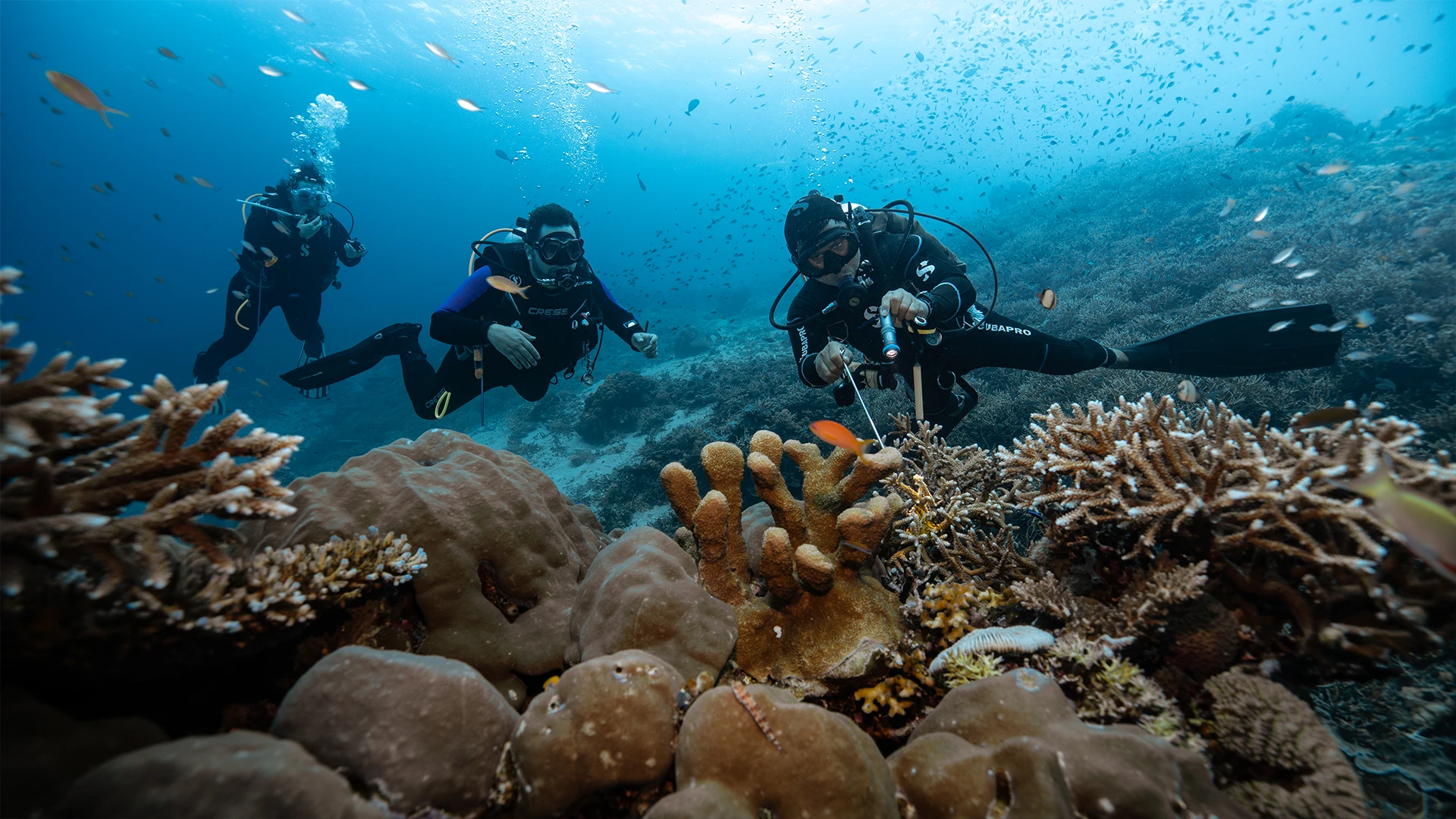 Pengah kecil dive site Komodo National Park