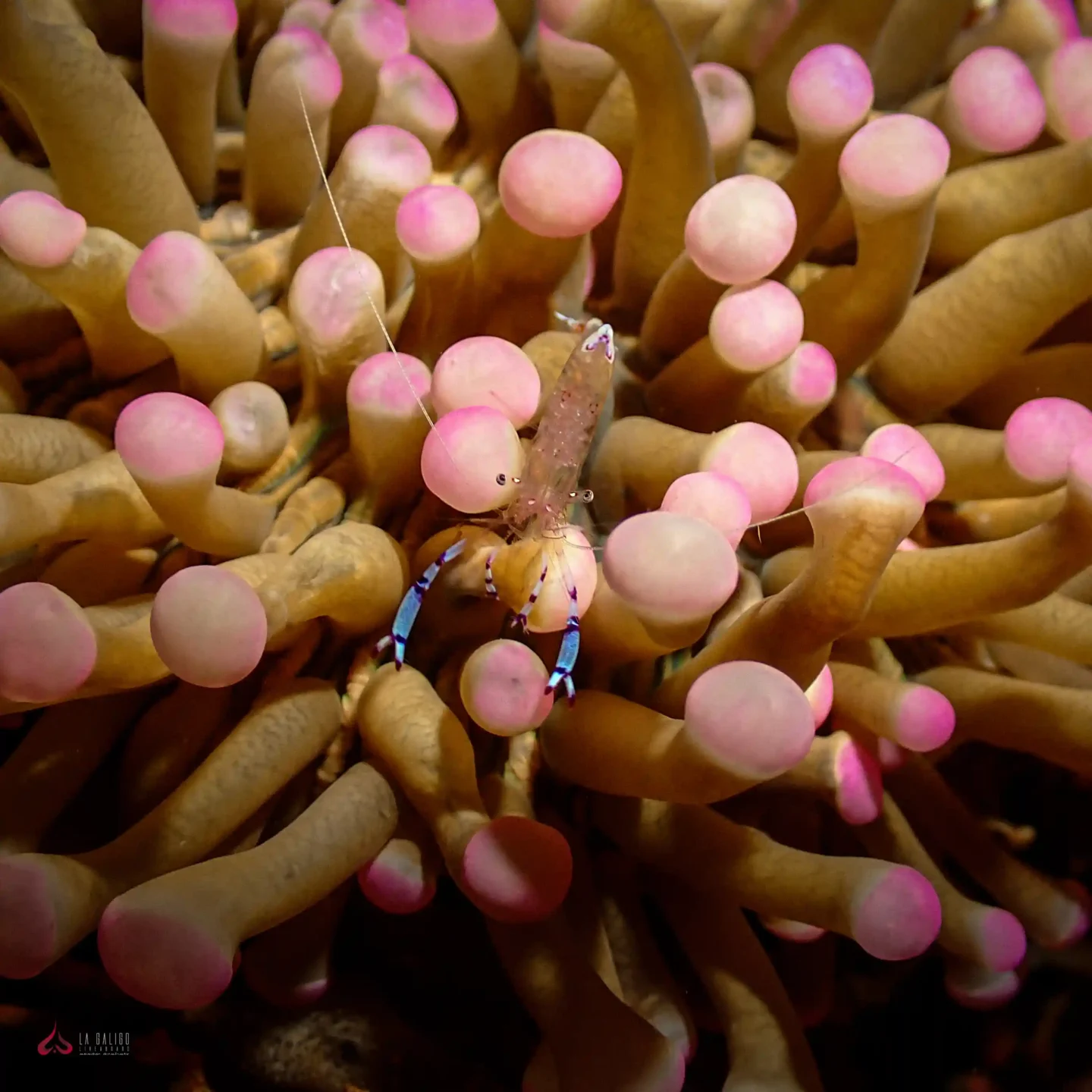 A shrimp gets trapped in a sea anemone