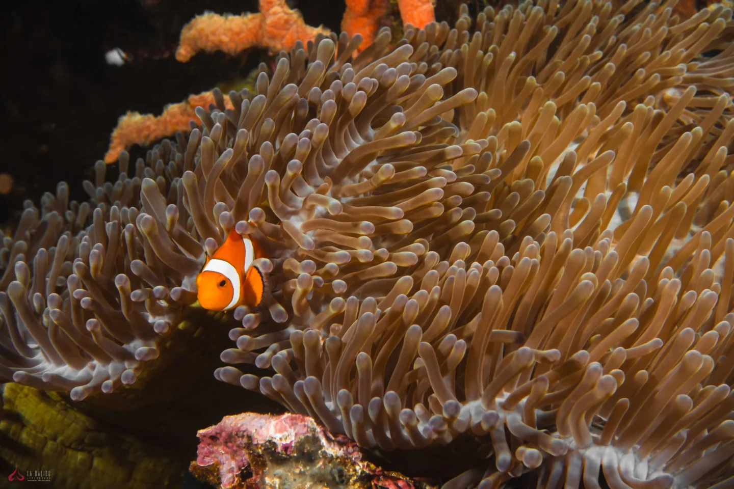 symbiotic relationship between sea anemone and clownfish