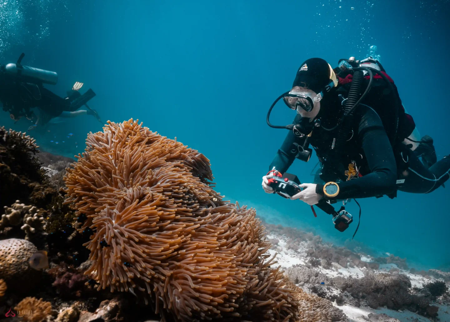 scuba diver taking pictures of anemone