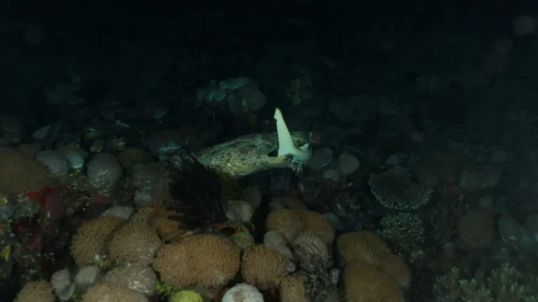 Wobbegong shark eating reef sharks