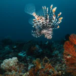 Beautiful Lionfish in Raja Ampat