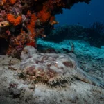 Carpet fish or Wobbegong in Raja Ampat