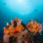 Rich of color - The corals in Raja Ampat