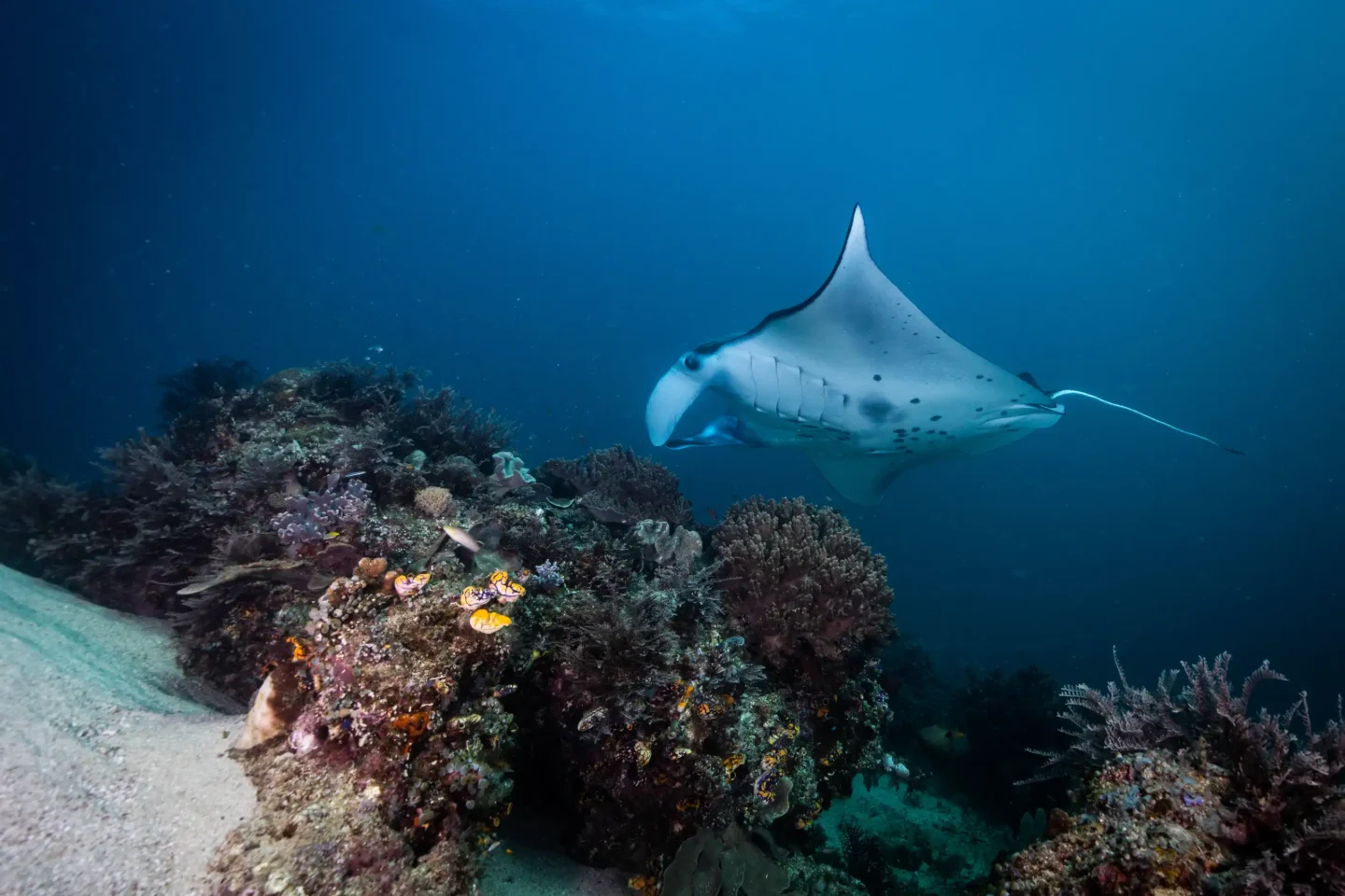 Beautiful manta ray is gliding smoothly just above beautiful corals in Raja Ampat