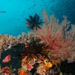 underwater coral in Raja Ampat