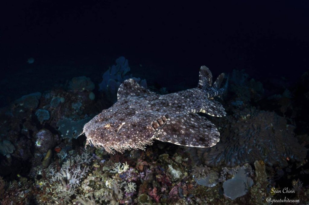 Wobbegong-scaled