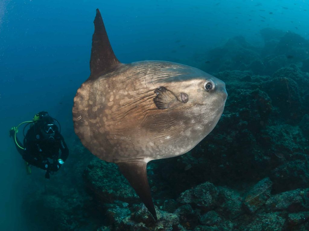 diving-with-sunfish-mola-mola-granada-spain (1)